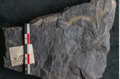 Foto (Detailansicht) von Flabellaria sublongirhachis Ettingshausen (NHMW-GEO-2024-0188-10234)